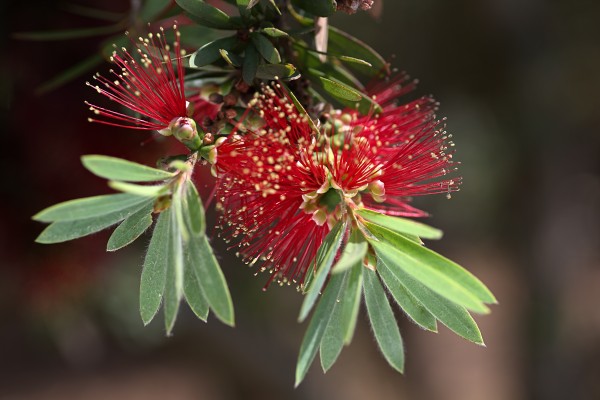 Bottlebrush Flower by Joy Watson